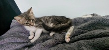 RANDY, Katze, Europäisch Kurzhaar in Zypern - Bild 2