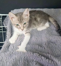 RANDY, Katze, Europäisch Kurzhaar in Zypern - Bild 3