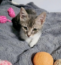 RANDY, Katze, Europäisch Kurzhaar in Zypern - Bild 4