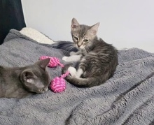 RANDY, Katze, Europäisch Kurzhaar in Zypern - Bild 5