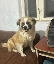 NESSA, Hund, Mischlingshund in Rumänien - Bild 2