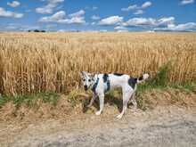 BUDDY, Hund, Mischlingshund in Wiesloch - Bild 1