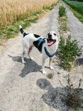 BUDDY, Hund, Mischlingshund in Wiesloch - Bild 2