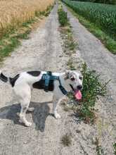 BUDDY, Hund, Mischlingshund in Wiesloch - Bild 3