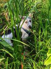 BUDDY, Hund, Mischlingshund in Wiesloch - Bild 4