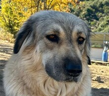 NARAMI, Hund, Mischlingshund in Griechenland
