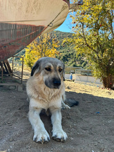 NARAMI, Hund, Mischlingshund in Griechenland - Bild 2