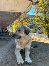 NARAMI, Hund, Mischlingshund in Griechenland - Bild 3
