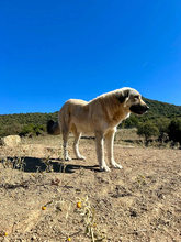 NARAMI, Hund, Mischlingshund in Griechenland - Bild 4