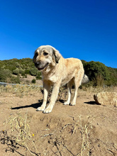 NARAMI, Hund, Mischlingshund in Griechenland - Bild 5