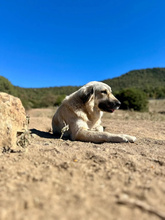 NARAMI, Hund, Mischlingshund in Griechenland - Bild 6