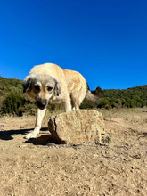 NARAMI, Hund, Mischlingshund in Griechenland - Bild 7