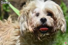 SAMY, Hund, Mischlingshund in Donzdorf - Bild 1