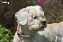 SAMY, Hund, Mischlingshund in Donzdorf - Bild 2