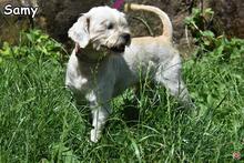 SAMY, Hund, Mischlingshund in Donzdorf - Bild 3