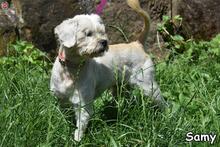 SAMY, Hund, Mischlingshund in Donzdorf - Bild 4