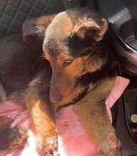 ALFONSO, Hund, Mischlingshund in Berlin