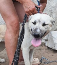 LILU, Hund, Mischlingshund in Berlin - Bild 2