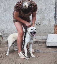 LILU, Hund, Mischlingshund in Berlin - Bild 4