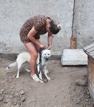 LILU, Hund, Mischlingshund in Berlin - Bild 6