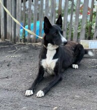 BASJA, Hund, Mischlingshund in Berlin