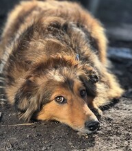 YARA, Hund, Mischlingshund in Berlin - Bild 1