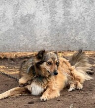YARA, Hund, Mischlingshund in Berlin - Bild 10