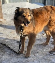 YARA, Hund, Mischlingshund in Berlin - Bild 2