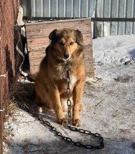 YARA, Hund, Mischlingshund in Berlin - Bild 4