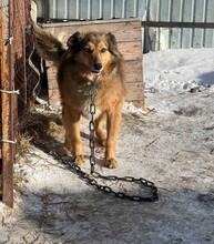 YARA, Hund, Mischlingshund in Berlin - Bild 5