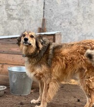 YARA, Hund, Mischlingshund in Berlin - Bild 6