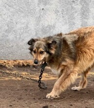 YARA, Hund, Mischlingshund in Berlin - Bild 7
