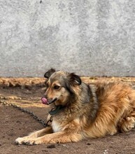 YARA, Hund, Mischlingshund in Berlin - Bild 8