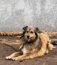 YARA, Hund, Mischlingshund in Berlin - Bild 9
