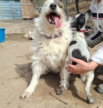 SNEZHKA, Hund, Mischlingshund in Berlin