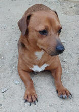 TOSTON, Hund, Mischlingshund in Portugal - Bild 1