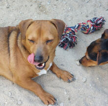 TOSTON, Hund, Mischlingshund in Portugal - Bild 2