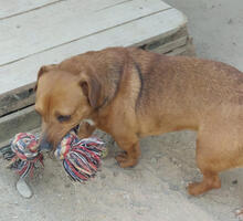 TOSTON, Hund, Mischlingshund in Portugal - Bild 3