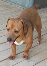 TOSTON, Hund, Mischlingshund in Portugal - Bild 5