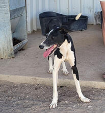 GAZEL, Hund, Mischlingshund in Portugal - Bild 1