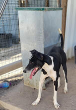 GAZEL, Hund, Mischlingshund in Portugal - Bild 3