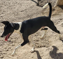 GAZEL, Hund, Mischlingshund in Portugal - Bild 4