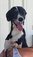 GAZEL, Hund, Mischlingshund in Portugal - Bild 5