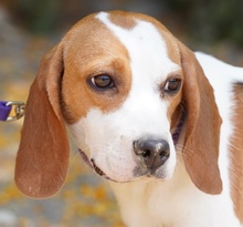 MAYLI, Hund, Beagle X in Zypern - Bild 1