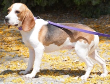 MAYLI, Hund, Beagle X in Zypern - Bild 10