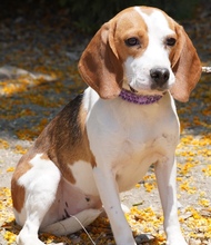 MAYLI, Hund, Beagle X in Zypern - Bild 2