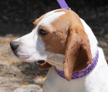MAYLI, Hund, Beagle X in Zypern - Bild 3