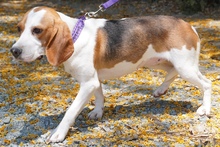 MAYLI, Hund, Beagle X in Zypern - Bild 4