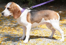 MAYLI, Hund, Beagle X in Zypern - Bild 5