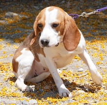 MAYLI, Hund, Beagle X in Zypern - Bild 6
